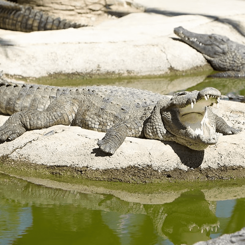 Tiqets+Crocodilepark+Torremolinos+1