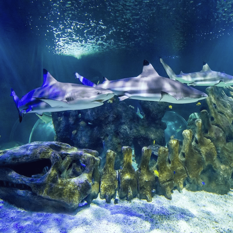 Tiqets+SeaLife+Benalmadena+1